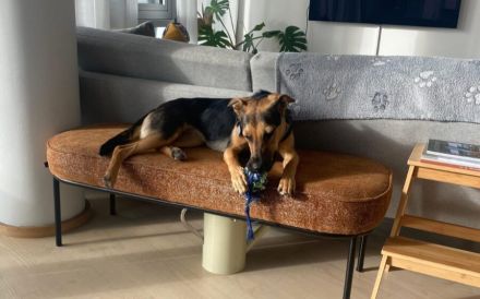 Neues Zuhause für Dalia gesucht