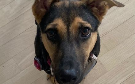 Neues Zuhause für Dalia gesucht