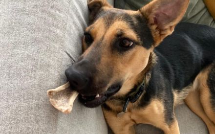 Neues Zuhause für Dalia gesucht