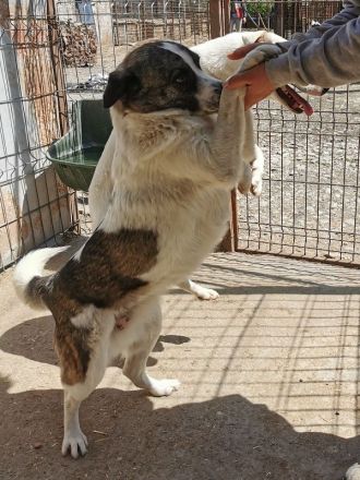 Sally, lebensfreudige und menschenbezogene Hündin sucht aktive zweibeinige Kumpels, 2J, 46cm
