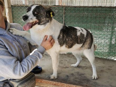 Sally, lebensfreudige und menschenbezogene Hündin sucht aktive zweibeinige Kumpels, 2J, 46cm