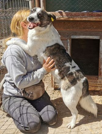 Sally, lebensfreudige und menschenbezogene Hündin sucht aktive zweibeinige Kumpels, 2J, 46cm