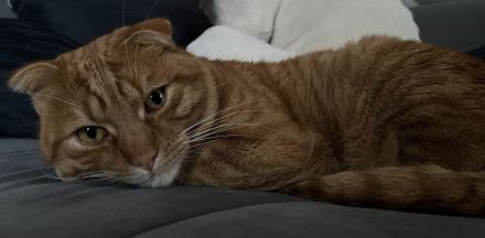 Kater abzugeben