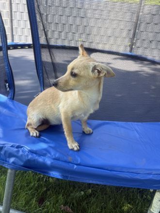 Chihuahua Pinscher Mix Abby