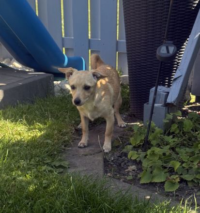 Chihuahua Pinscher Mix Abby