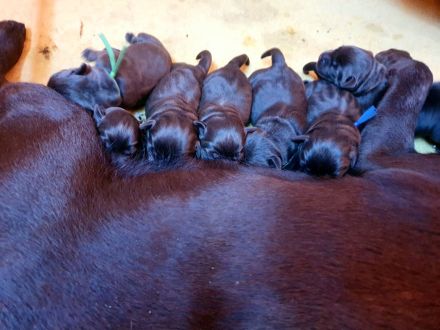 Chocolate Labrador-Welpen