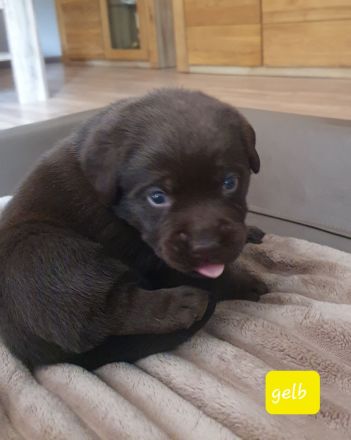 Chocolate Labrador-Welpen Hündinnen