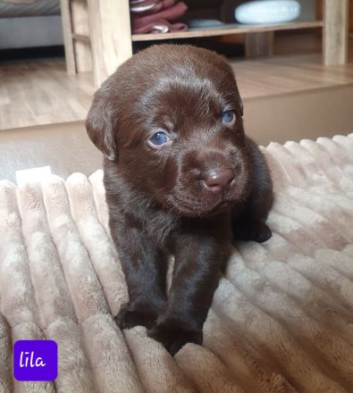 Chocolate Labrador-Welpen Hündinnen
