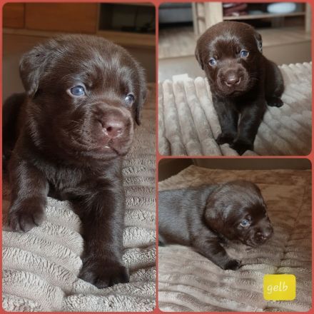 Chocolate Labrador-Welpen Hündinnen