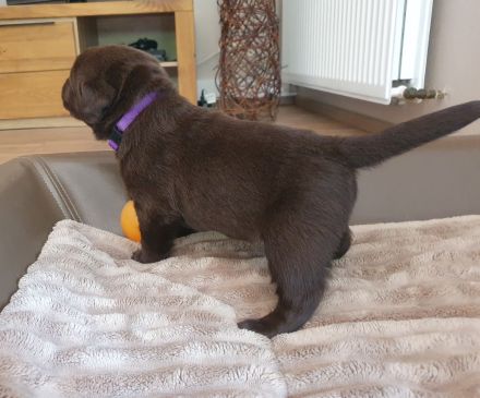 Chocolate Labrador-Welpen Hündinnen