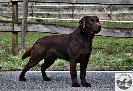 Chocolate Labrador-Welpen