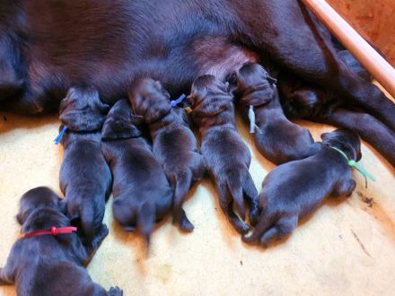 Chocolate Labrador-Welpen