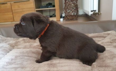Chocolate Labrador-Welpen Hündinnen