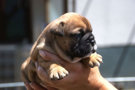 Continental Bulldog Welpen VDH/CBCD - The Loki Bull