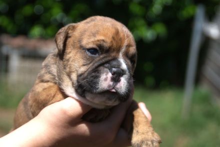 Continental Bulldog Welpen VDH/CBCD - The Loki Bull