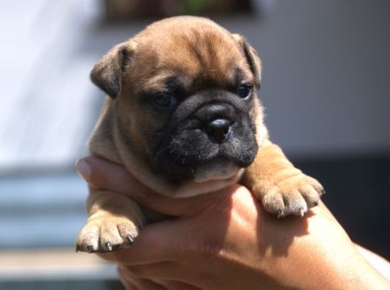 Continental Bulldog Welpen VDH/CBCD - The Loki Bull