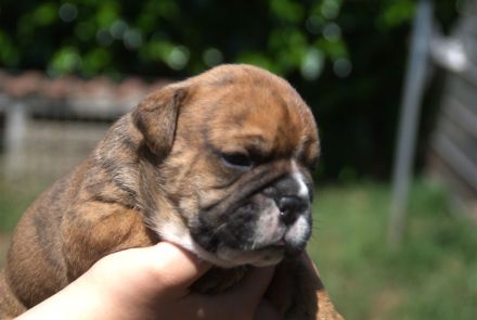Continental Bulldog Welpen VDH/CBCD - The Loki Bull