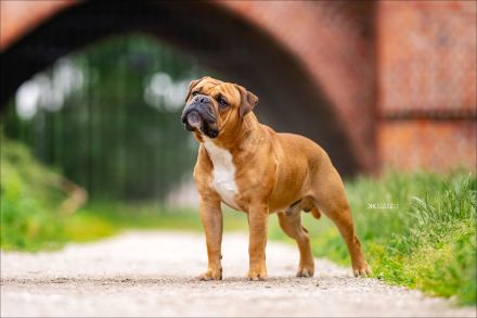 Continental Bulldog Welpen VDH/CBCD - The Loki Bull