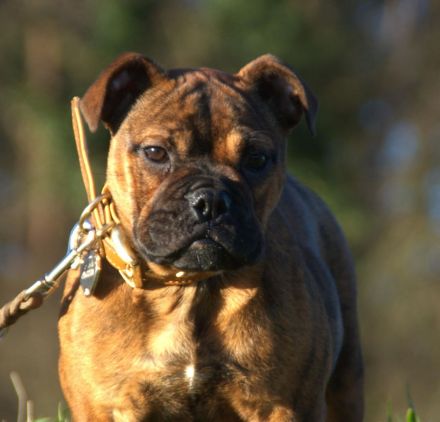 Continental Bulldog Welpen VDH/CBCD - The Loki Bull