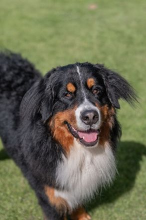 Pacco von Goldebek
