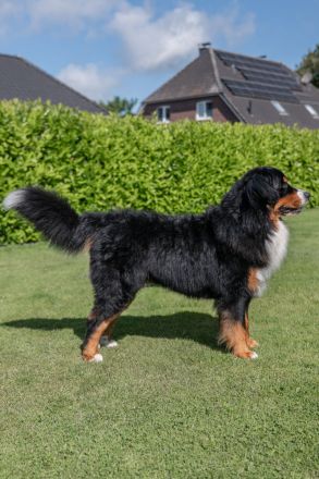 Pacco von Goldebek