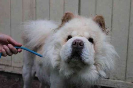 Trixie, Chow Chow, geb. 2016, sie ist eine süße und recht unkomplizierte Familienhündin