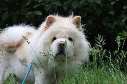 Trixie, Chow Chow, geb. 2016, sie ist eine süße und recht unkomplizierte Familienhündin
