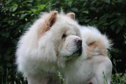 Trixie, Chow Chow, geb. 2016, sie ist eine süße und recht unkomplizierte Familienhündin