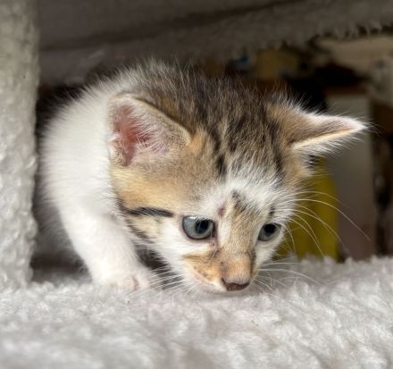 Kitten / Babykatzen, männlich+weiblich, 5 Geschwister