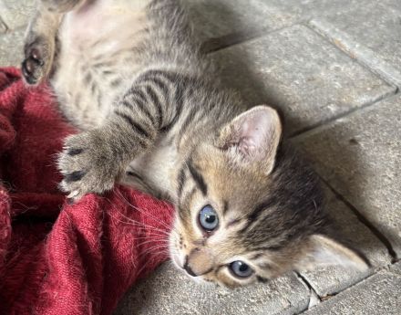 Kitten / Babykatzen, männlich+weiblich, 5 Geschwister