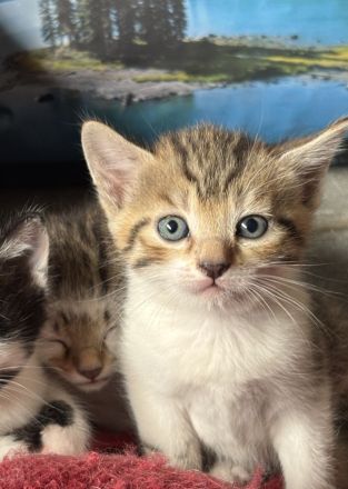 Kitten / Babykatzen, männlich+weiblich, 5 Geschwister