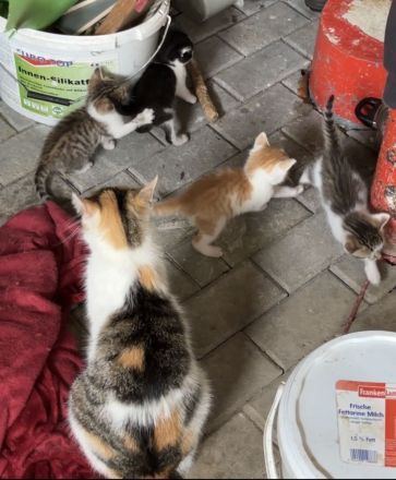 Kitten / Babykatzen, männlich+weiblich, 5 Geschwister