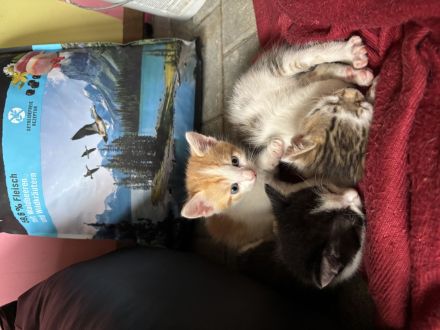 Kitten / Babykatzen, männlich+weiblich, 5 Geschwister
