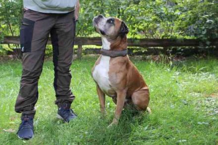Conny, Boxer, geb. 2016, rüstige Seniorin su. ruhiges, liebevolles Zuhause