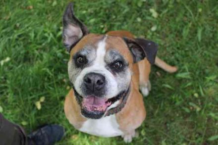 Conny, Boxer, geb. 2016, rüstige Seniorin su. ruhiges, liebevolles Zuhause