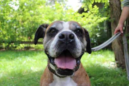 Conny, Boxer, geb. 2016, rüstige Seniorin su. ruhiges, liebevolles Zuhause