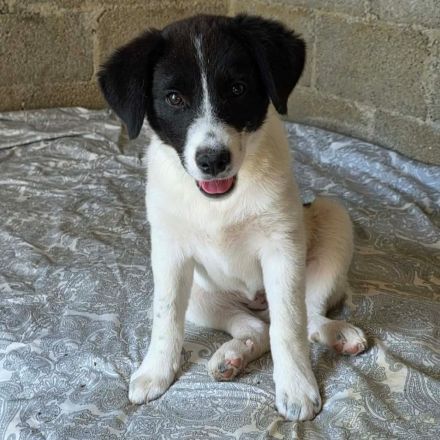 Welpe Lou / weiblich / derzeit noch in Griechenland
