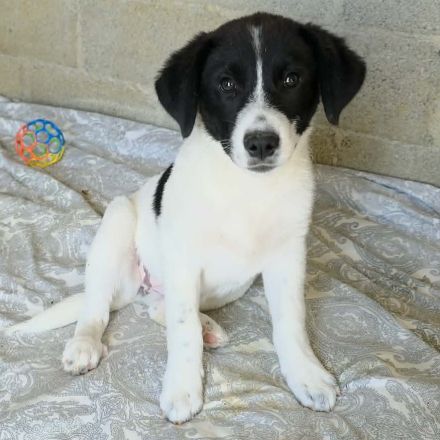 Welpe Lou / weiblich / derzeit noch in Griechenland