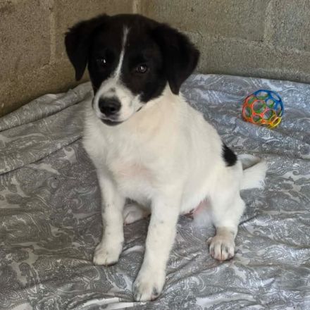 Welpe Lou / weiblich / derzeit noch in Griechenland