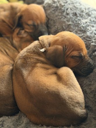 Rhodesian Ridgeback Welpen