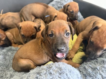 Rhodesian Ridgeback Welpen