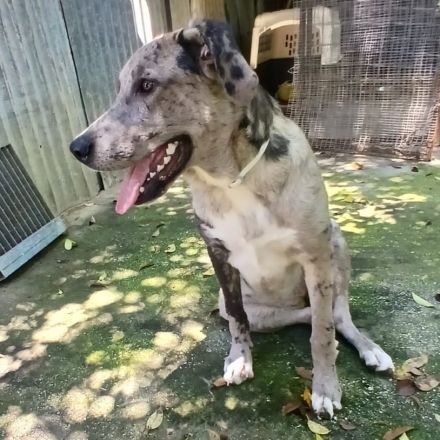 Hündin Valia / derzeit noch in Griechenland