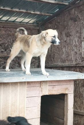Ember sucht ihr Für-immer-Zuhause