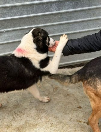 Sunny sucht sein Für-immer-Zuhause