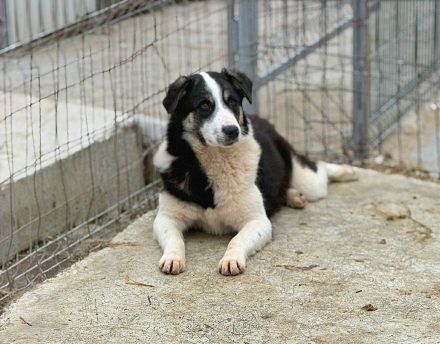 Sunny sucht sein Für-immer-Zuhause
