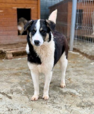 Sunny sucht sein Für-immer-Zuhause