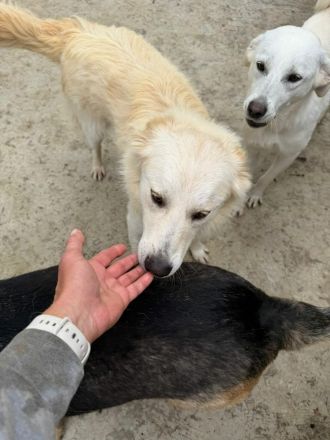 Snowy sucht sein Für-immer-Zuhause