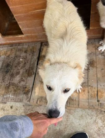 Snowy sucht sein Für-immer-Zuhause