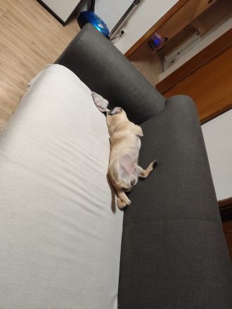 Reinrassiger Mops Rüde