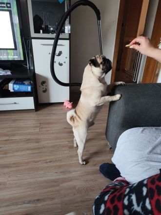 Reinrassiger Mops Rüde